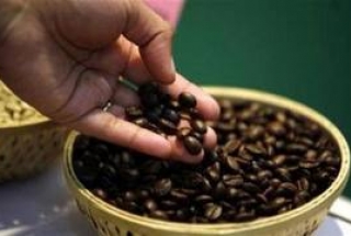 Cà phê Buôn Ma Thuột đăng ký bảo hộ chỉ dẫn địa lý tại EU